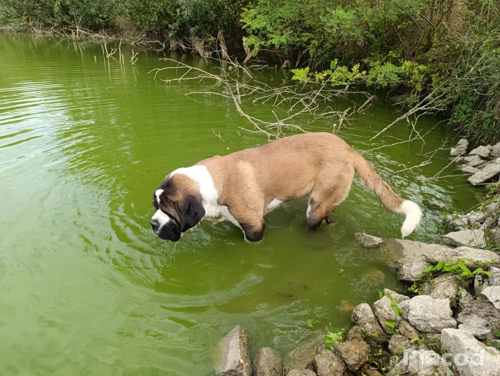Bernáthegyi kan fedez