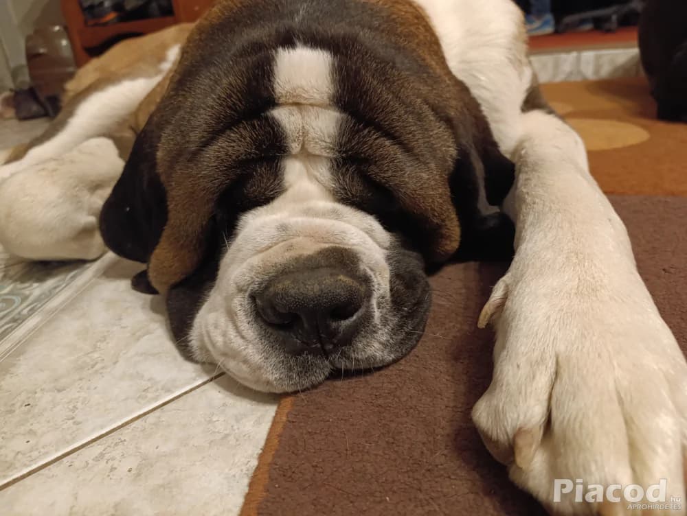 Bernáthegyi kan fedez - Kép 4