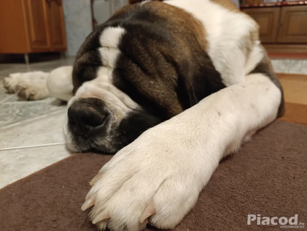 Bernáthegyi kan fedez - Kép 5