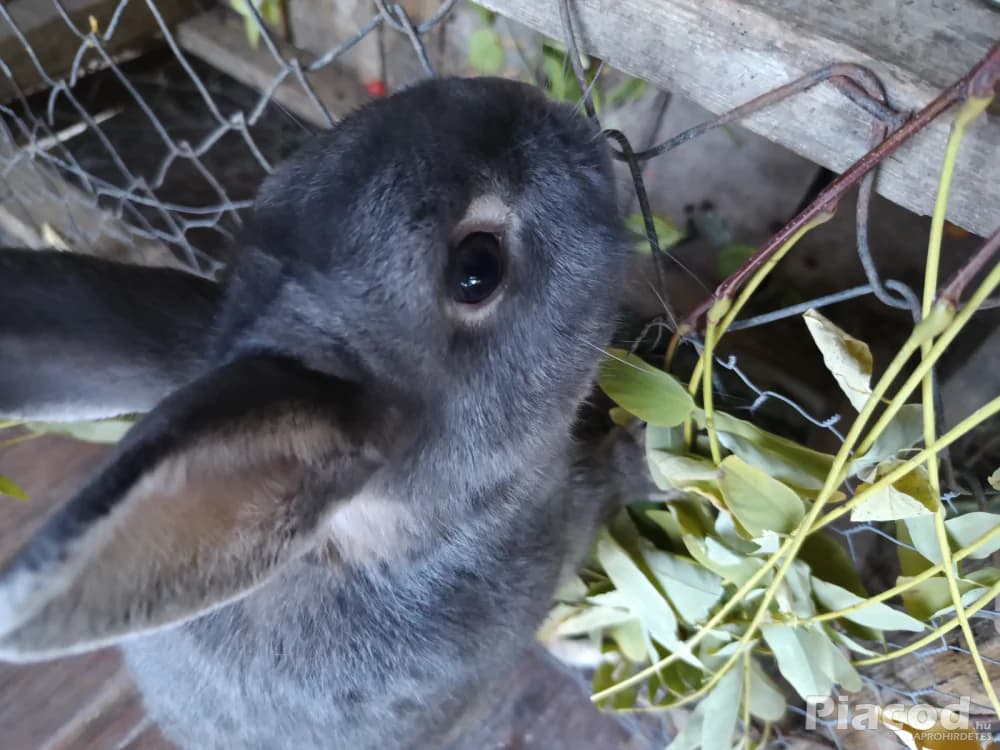 Színes törpenyúl - Kép 4