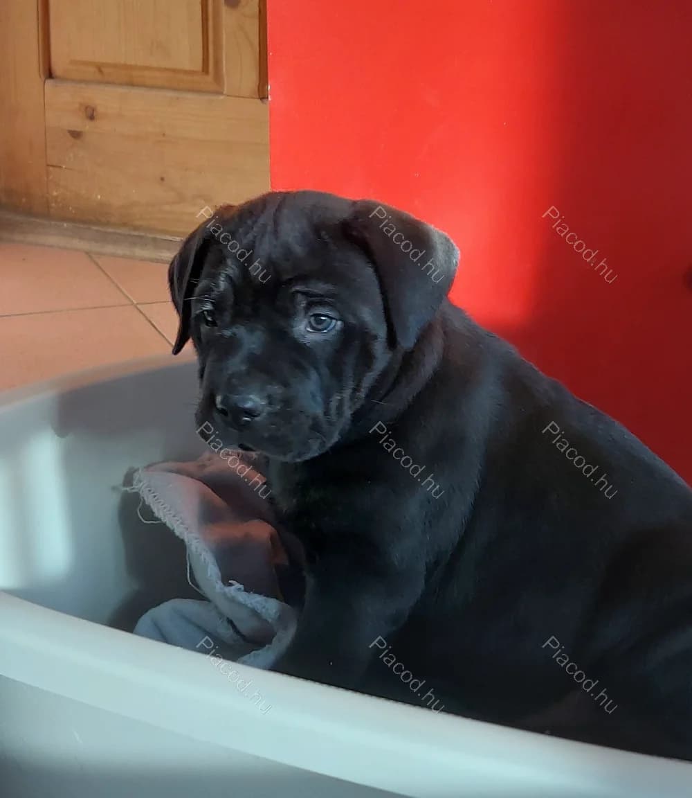 Fekete Cane Corso kölykök eladók – Böhönye (Somogy megye)