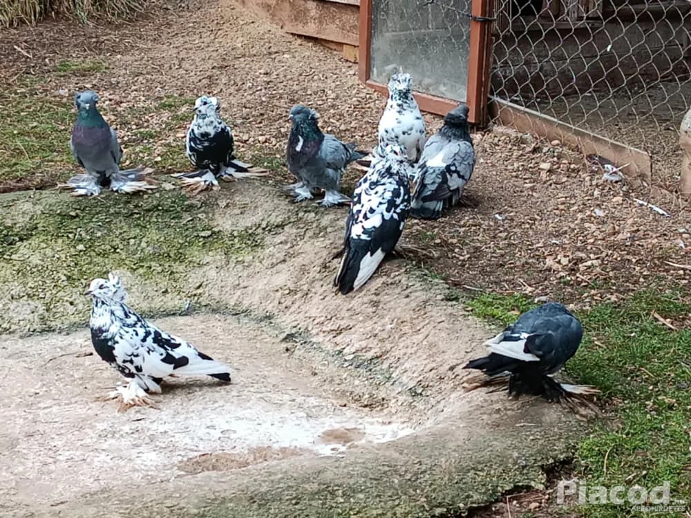 Eladó Magyar óriás galamb! - Állat, Növény - Nekézseny