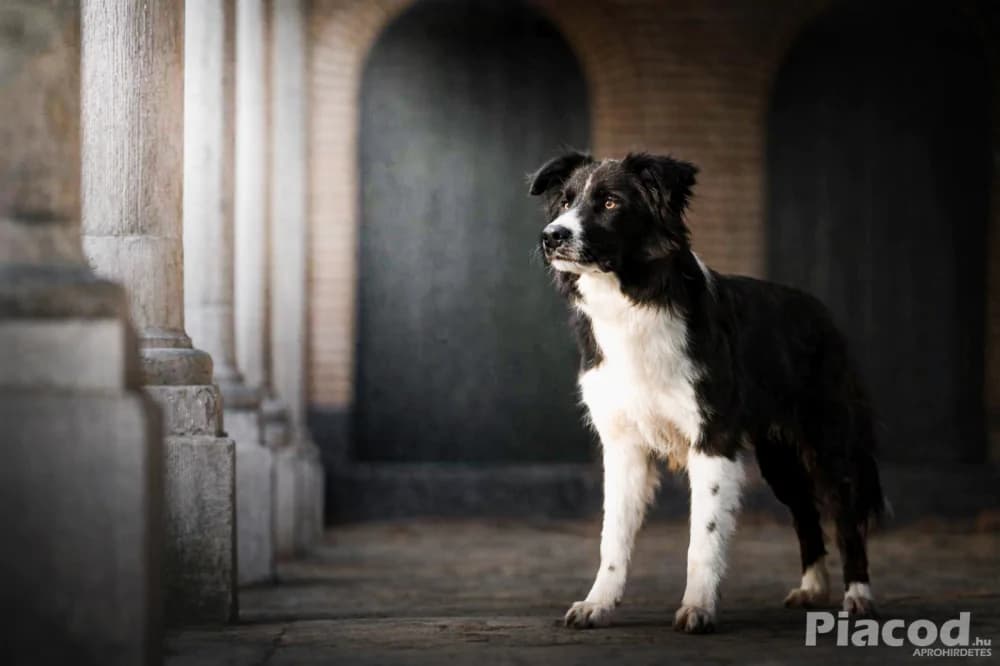 Border collie kan fedez - Kép 4