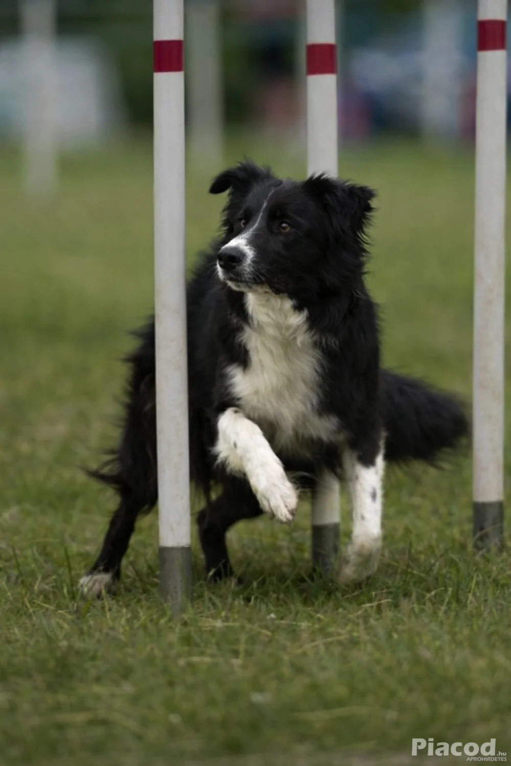 Border collie kan fedez - Kép 3