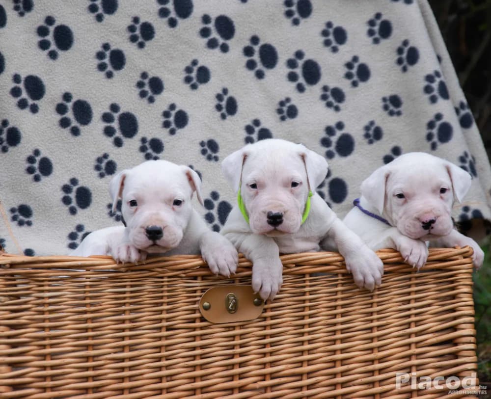 Argentin Dog kiskutyák Törzskönyvesek - Állat, Növény - Debrecen