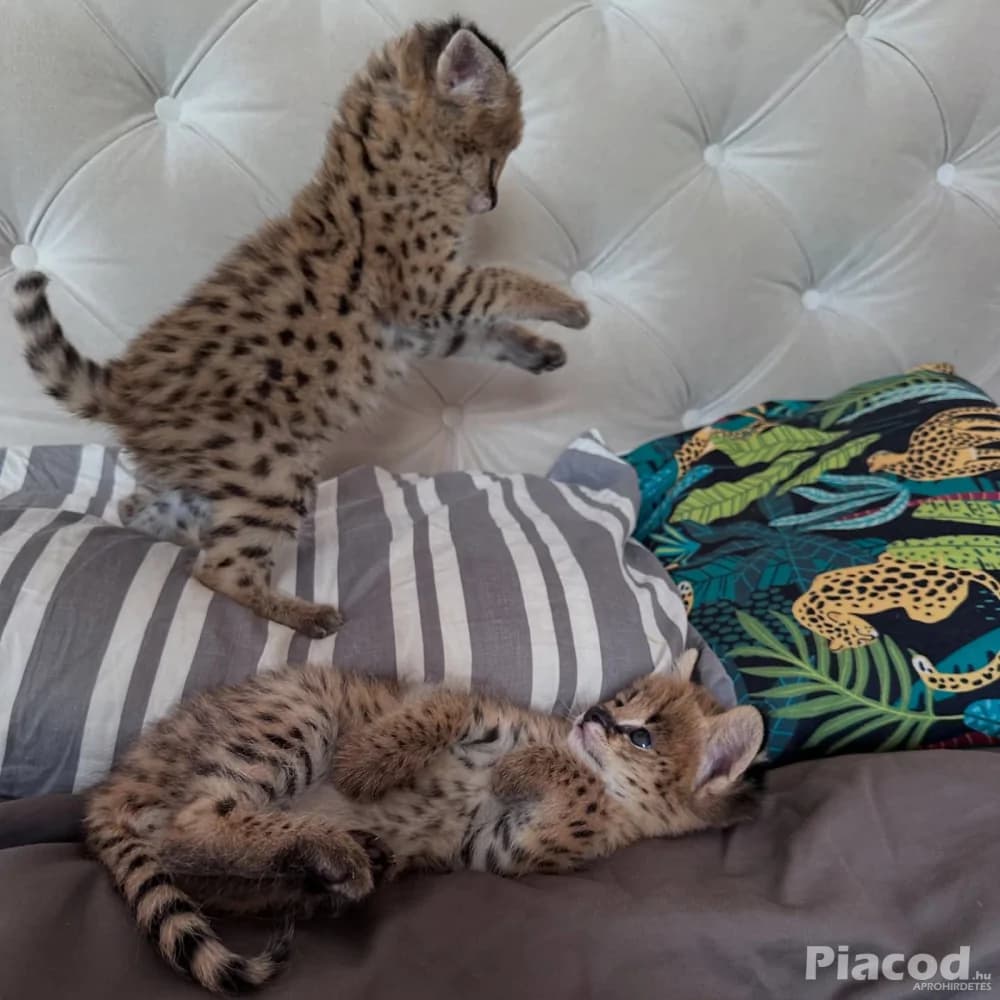 Kivételes szervál: a szavanna eleganciája otthonodban - Kép 4