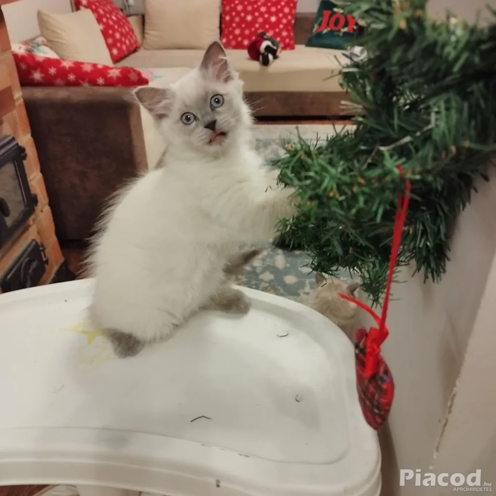 Ragdoll macska eladó - Állat, Növény - Nagyhegyes