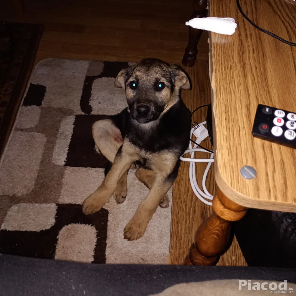 Ingyen elvihető - Kép 2